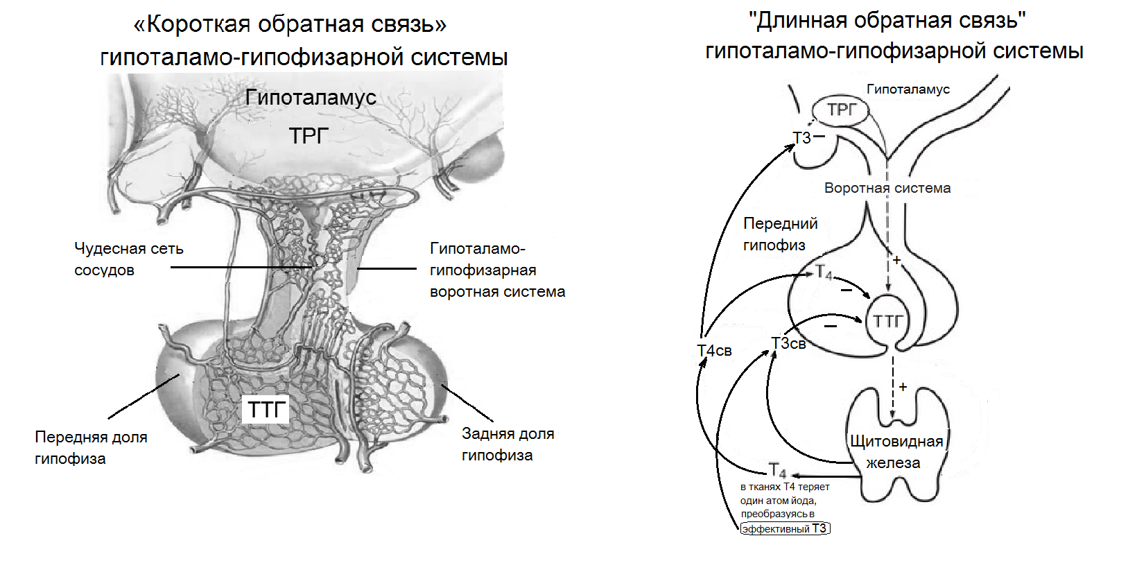 Гипоталамо гипофизарная схема