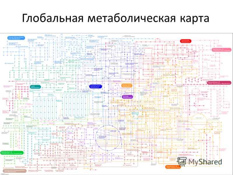 Схема метаболизма человека полная